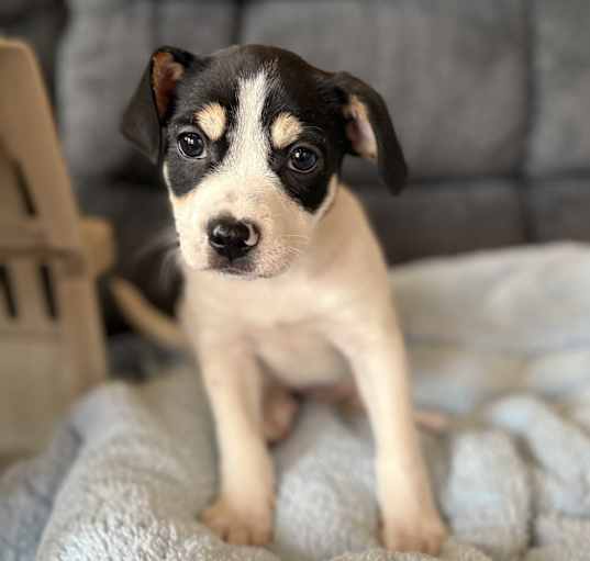Photo of Milo