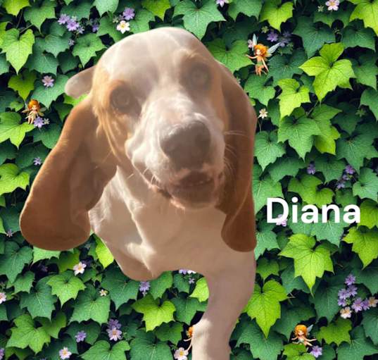 Photo of Diana