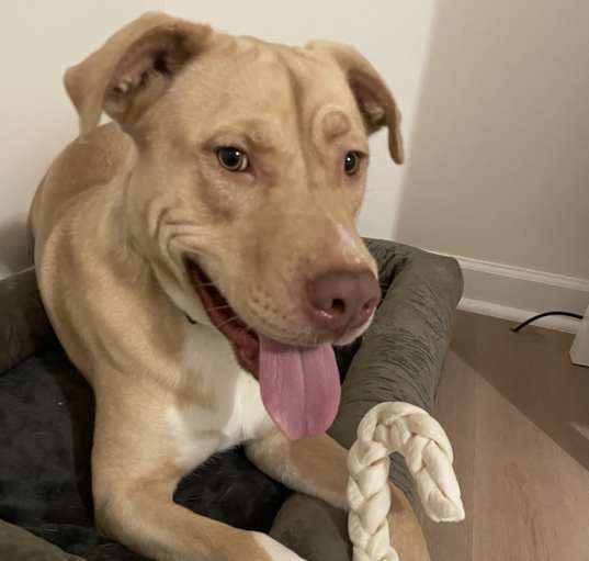 Photo of Kona