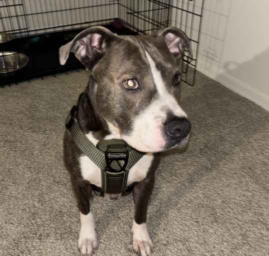 Photo of Axel