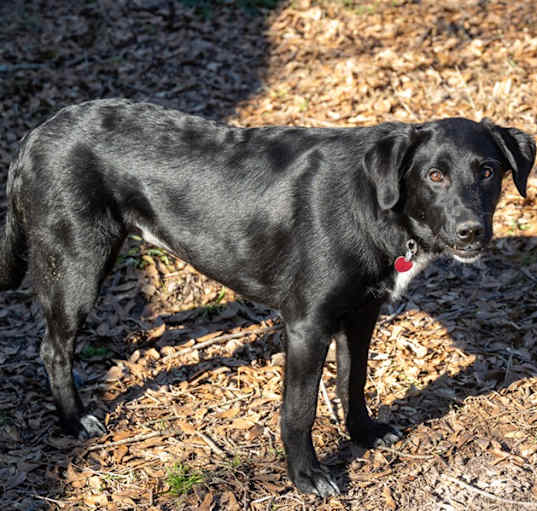 Photo of Pepper