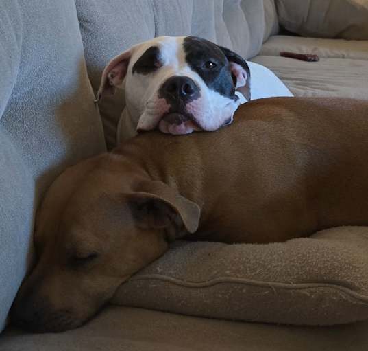 Photo of Cassie & Heimdell
