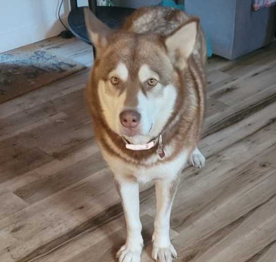Photo of Bear
