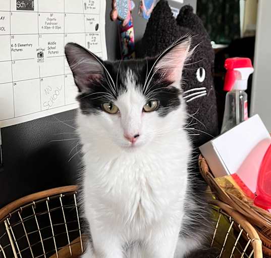 Photo of Soft Taco