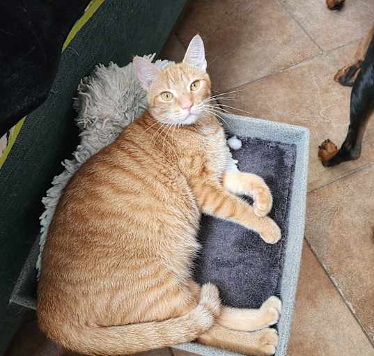 Photo of Mango