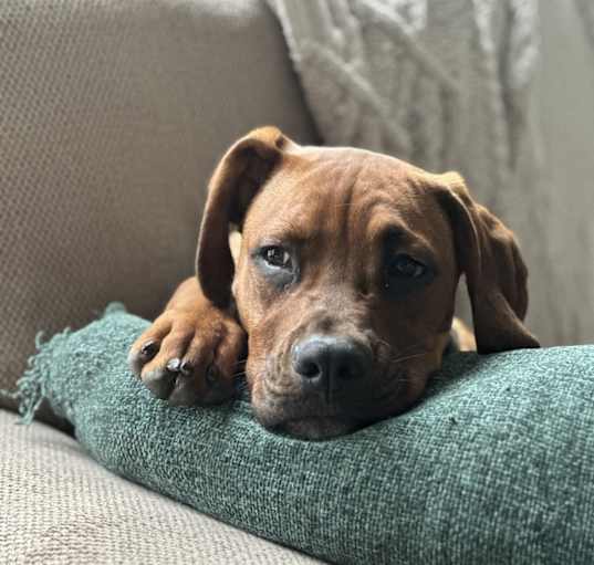 Photo of Enzo