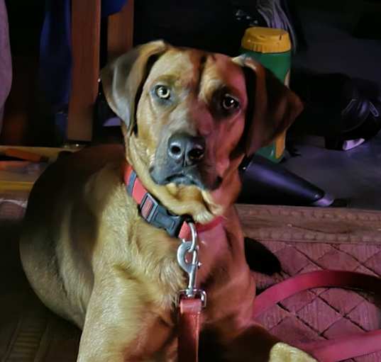 Photo of Rusty