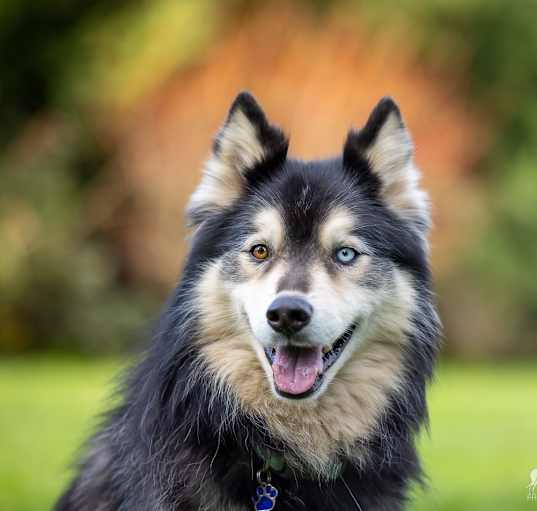 Photo of Nanook