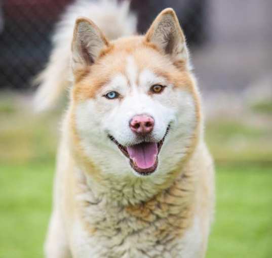 Photo of *NUTMEG