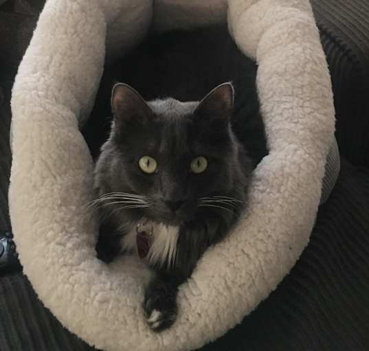 Photo of Bagheera