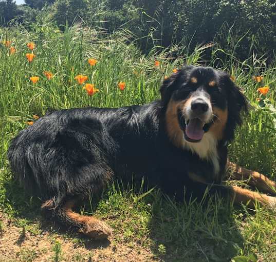 Photo of Beau