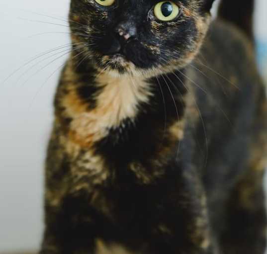 Photo of Catas