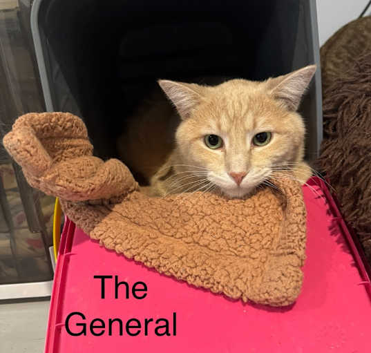 Photo of General