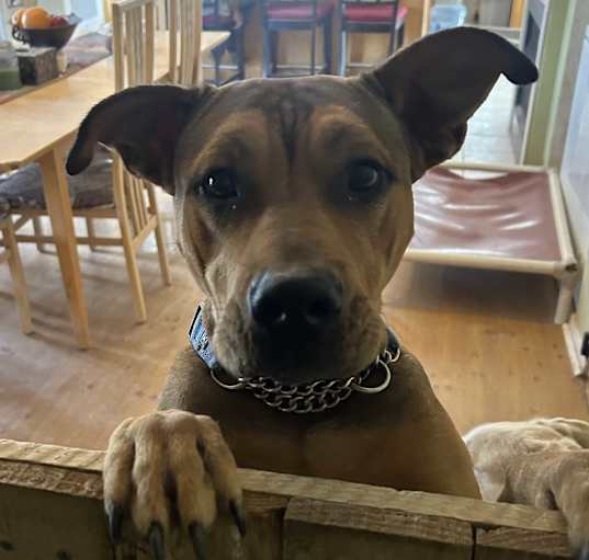 Photo of Batgirl
