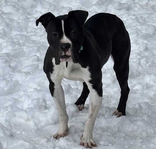 Photo of Bunky