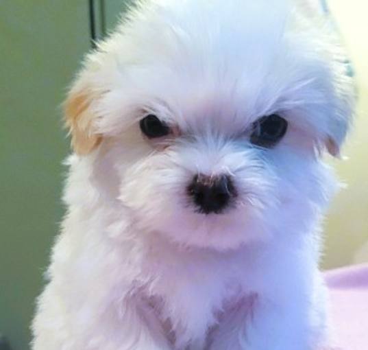 Photo of BLOSSOM