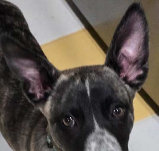 Photo of Hallie