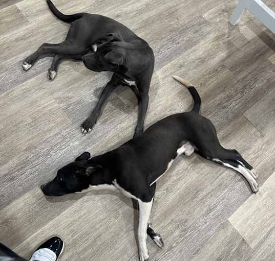 Photo of PJ & Pluto
