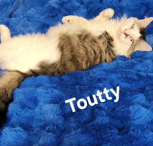 Photo of Toutty 1670