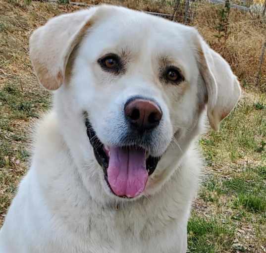 Photo of Leo (Len's Dog)