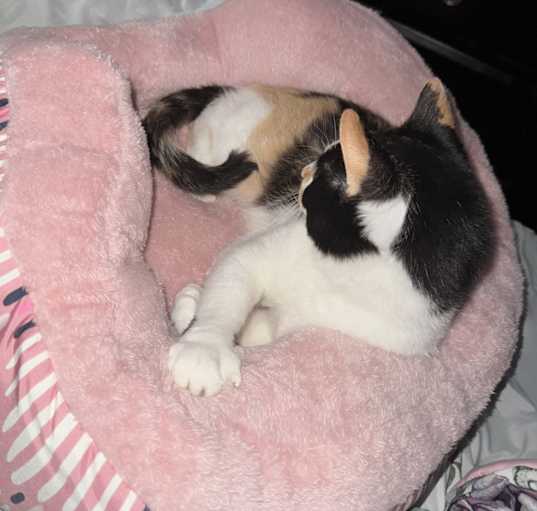 Photo of Peaches