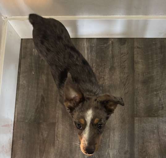 Photo of Huck