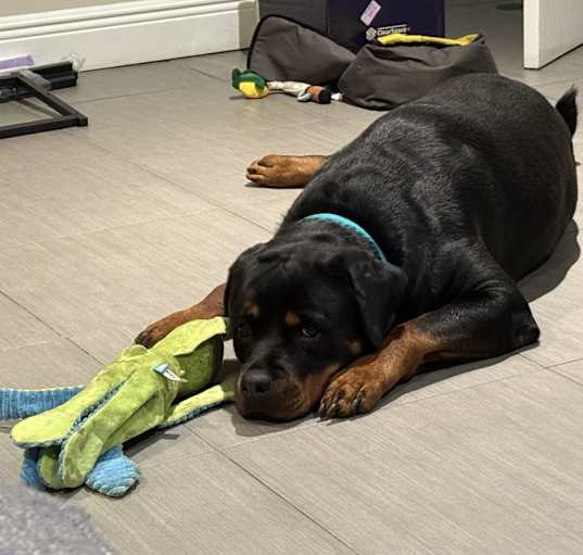 Photo of Stella