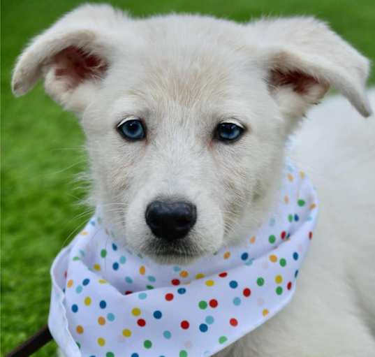 Photo of Skye