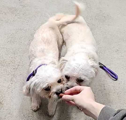 Photo of Lambchop and Suzy