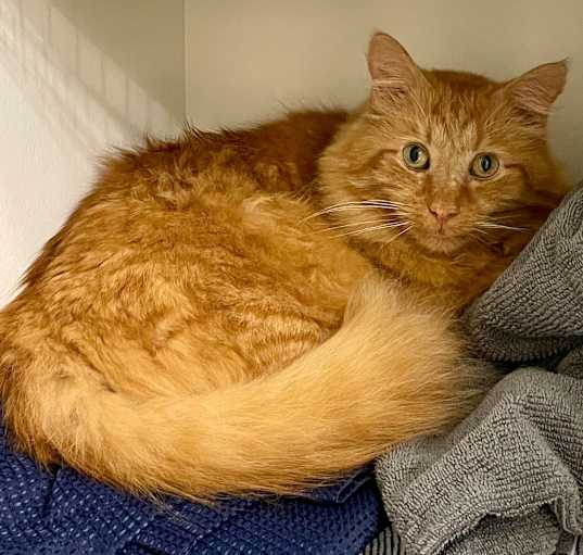 Photo of Garfield
