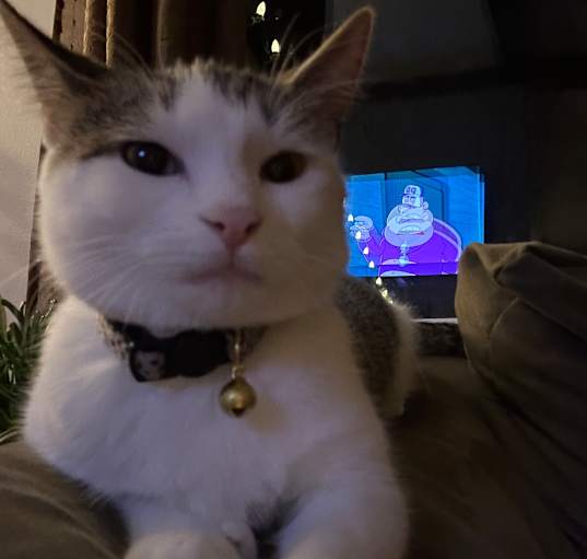 Photo of Mittens