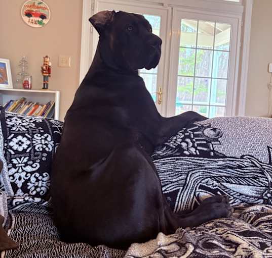 Photo of Atlas