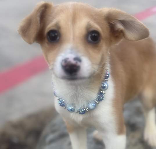 Photo of Otis