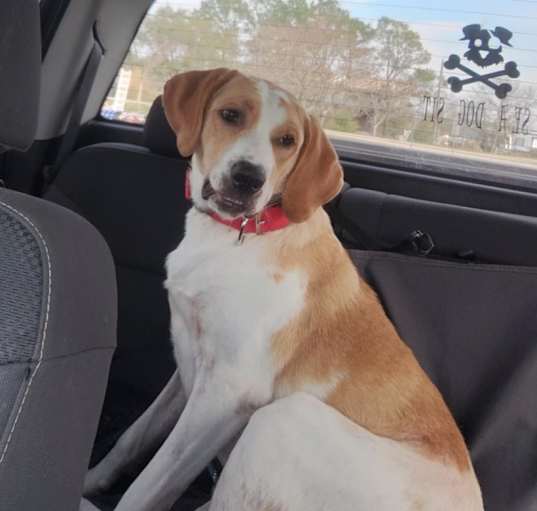 Photo of Scooter
