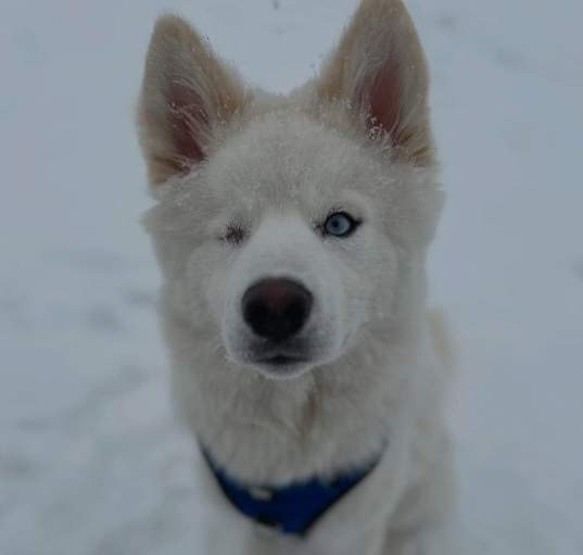 Photo of Blu