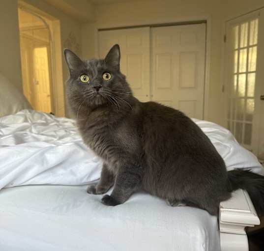Photo of Cotton