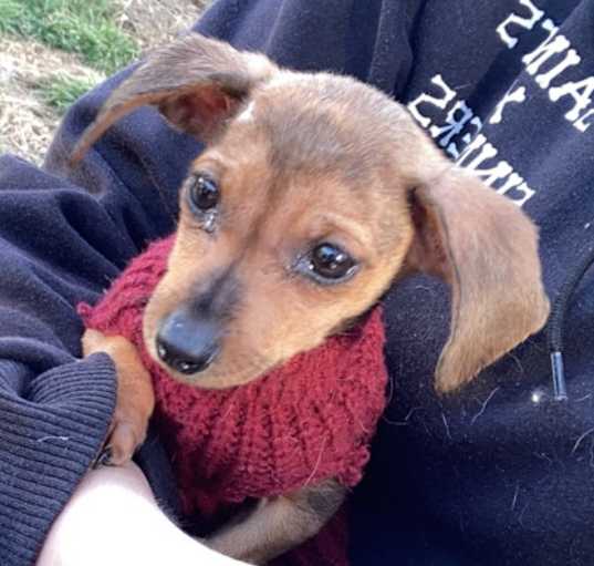 Photo of Cupcake