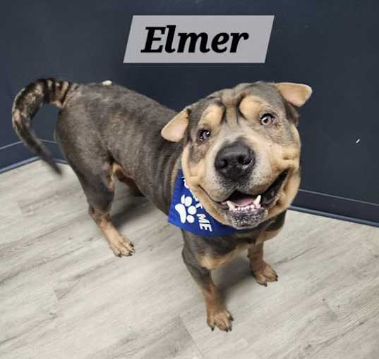 Photo of Elmer
