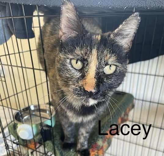 Photo of Lacey