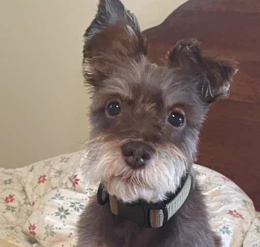 Photo of Chuck