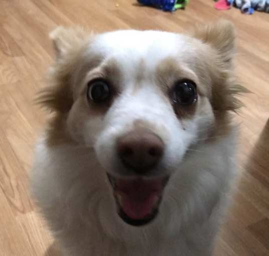 Photo of Penny