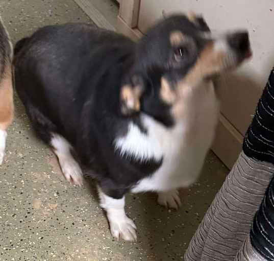Photo of Francie