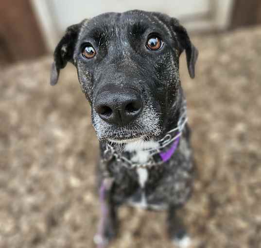 Photo of Atlas