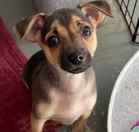 Photo of Romeo