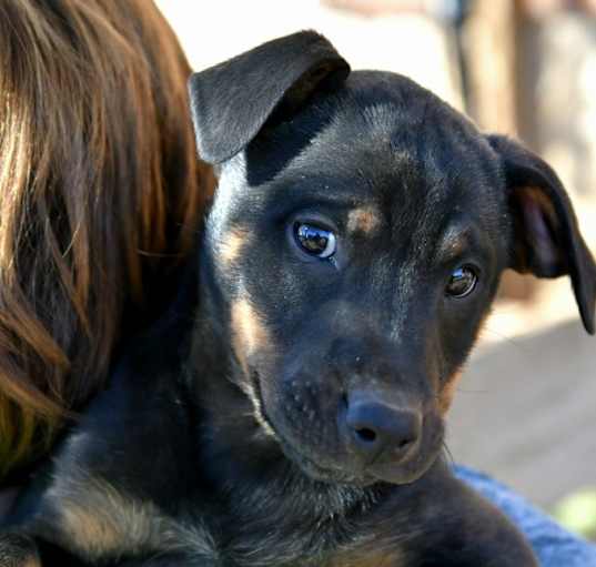 Photo of Max