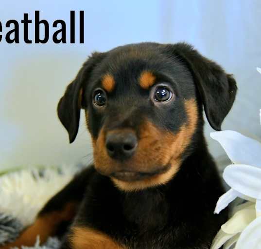 Photo of Meatball
