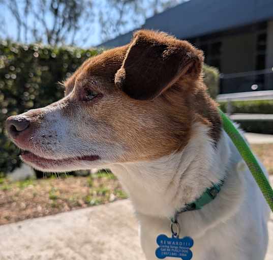 Photo of Seth, Jack Russell Beagle