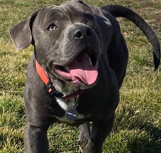 Photo of Dozer 