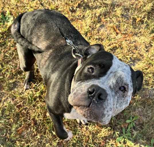 Photo of Marley