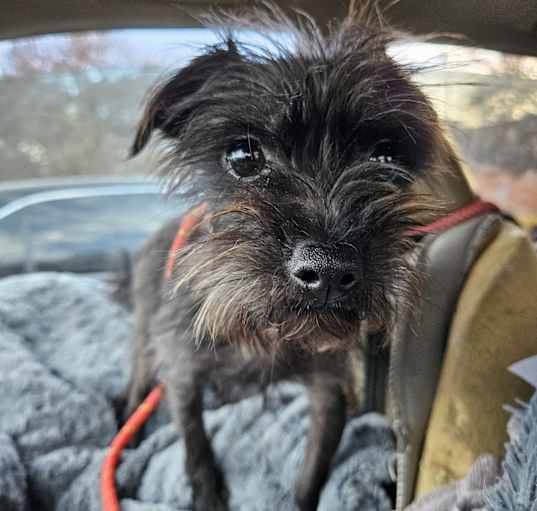 Photo of Ms. Scruffy
